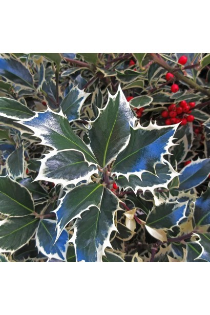 Листя падуба Argentea Marginata 